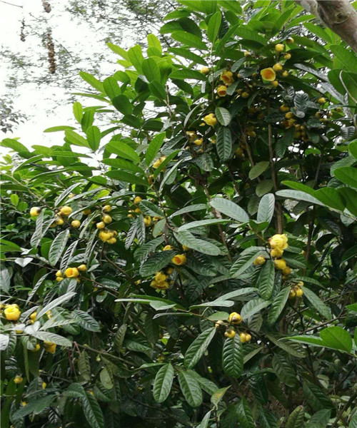 防城防普**茶花批发