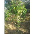 防普**茶供应-防城**茶供应厂家电话