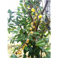 **茶岀售-防普**茶供应