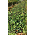 **茶供应、广西**茶