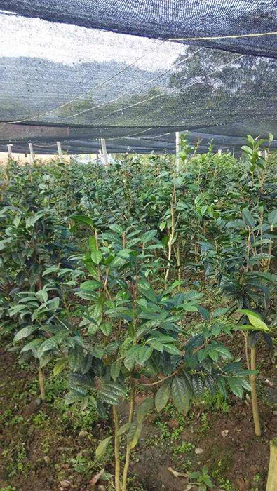 防城**茶苗