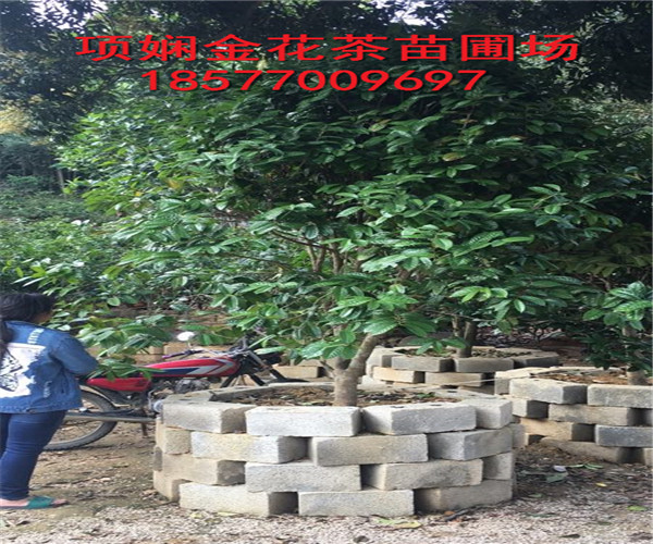 广西**茶树苗供应-防城港**茶树苗