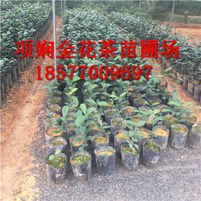 广西**茶茶苗批发电话|**茶功效