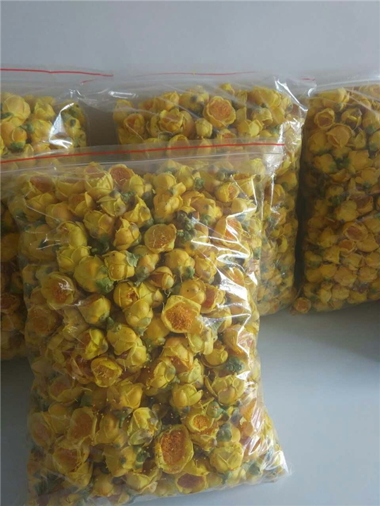 广西防城防普**茶花批发