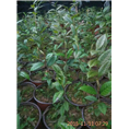 下山**茶供应-广西**茶供应 