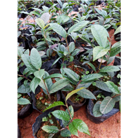 防城**茶岀售，防城**茶花供应