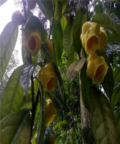 防普冻干花批发