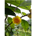 防城供应**茶 