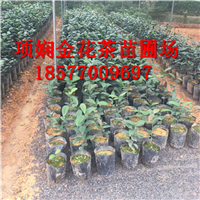 广西**茶茶苗批发电话|**茶功效