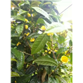防普**茶供应-广西**茶
