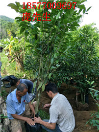 广西**茶种植