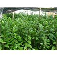 **茶，防城港**茶 