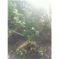 防普**茶供应-防城**茶供应