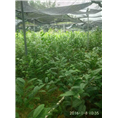 原生**茶供应-广西**茶零售