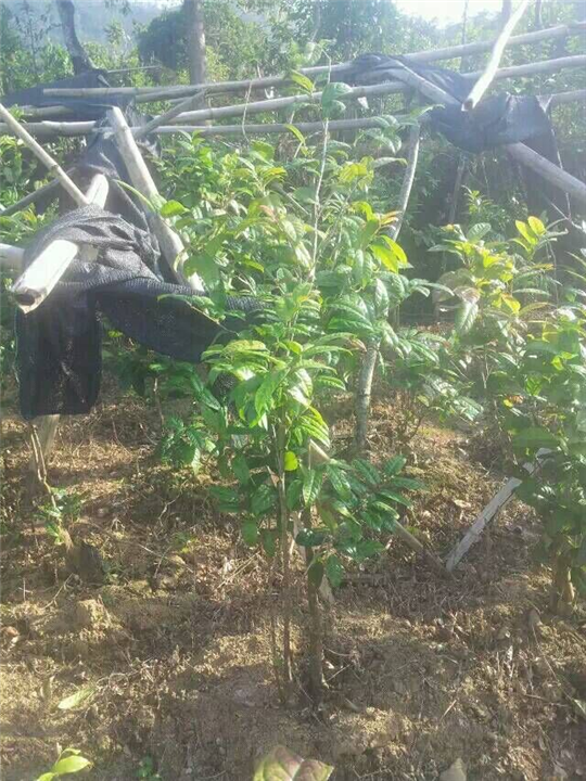 **茶岀售-广西**茶