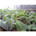 **茶苗出售，广西**茶苗