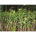 **茶苗批发，防城港**茶苗批发 
