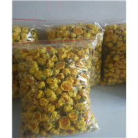广西防城防普**茶花批发