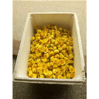 金茶花岀售 