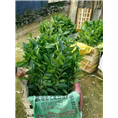 下山**茶供应-防城**茶批发