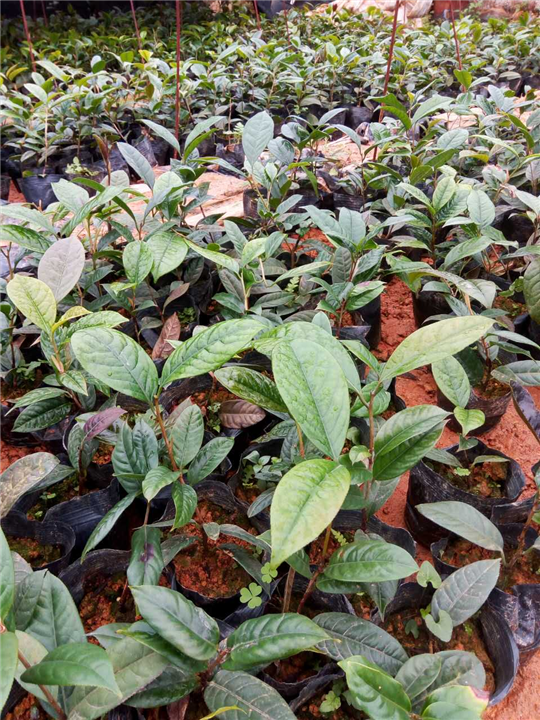 防普烘干花批发