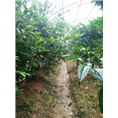 防城**茶枝条 