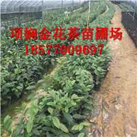 2019年广西**茶茶苗价格|**茶功效