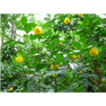 **茶，广西**茶出售