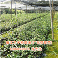 廉江茶花苗、廉江茶花苗批发 
