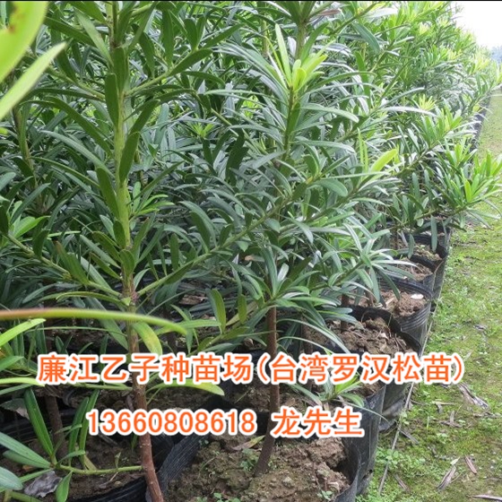 台湾罗汉松小苗、台湾罗汉松小苗批发 