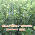 罗汉松小苗**价格优势**同行 