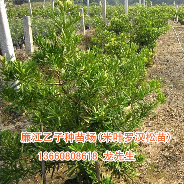 米叶罗汉松苗、米叶罗汉松小苗 