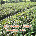 广州茶花苗、广州茶花苗批发 