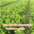 台湾罗汉松苗哪里的好？ 