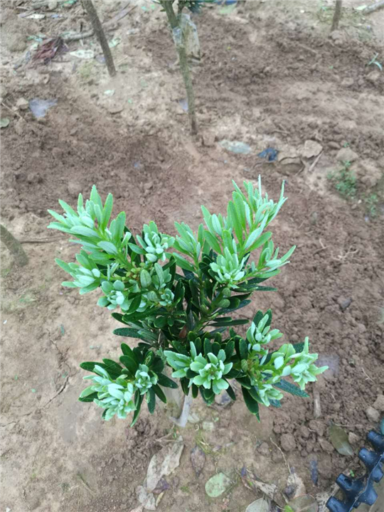 广东菊花心罗汉松苗