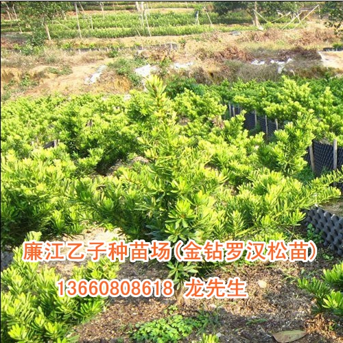 低价出售金钻罗汉松苗 