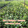 茶花苗价格、优质茶花苗批发 