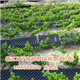 华南至大罗汉松小苗种植基地 