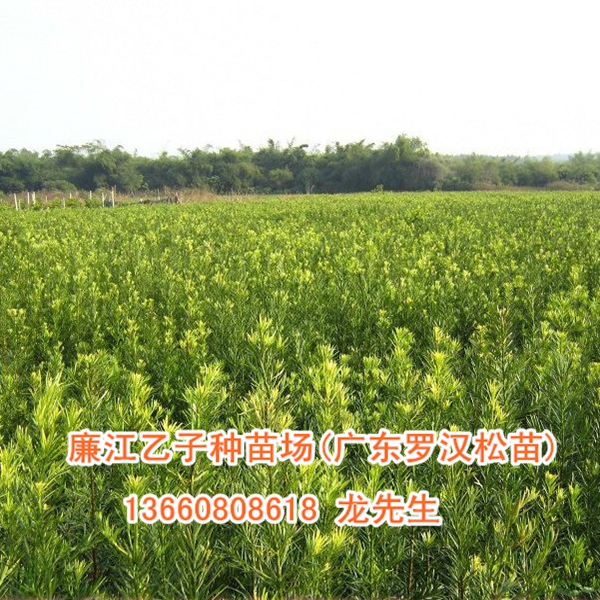 广东罗汉松苗、广东罗汉松小苗 