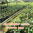 茶花苗批发、广东茶花苗 
