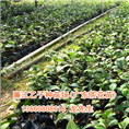 茶花苗、广东茶花苗、广东茶花苗场 