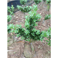菊花心罗汉松，广东菊花心罗汉
