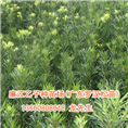 广东罗汉松苗、广东罗汉松苗批发 