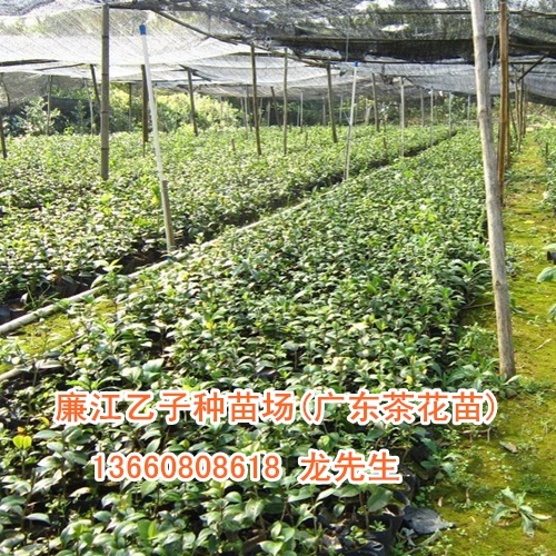 廉江茶花苗、廉江茶花苗批发 