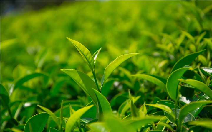 河源高山绿茶-绿茶横坑茶