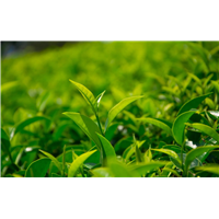 河源高山绿茶-绿茶横坑茶