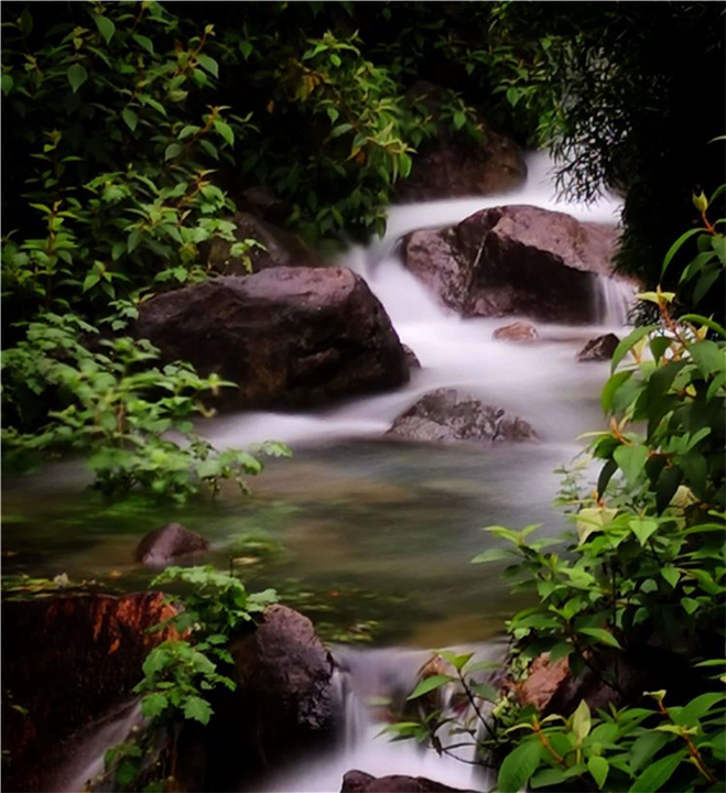 河源市缺牙山茶