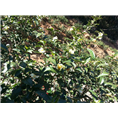河源绿茶厂家--万利谷绿茶