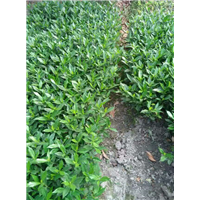 栀子花2 