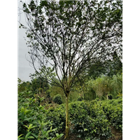 紫薇6 